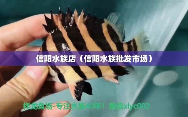 信陽水族館 全國觀賞魚市場 第4張