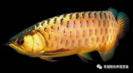 金頭過背金龍魚圖片高清大圖：金頭過背金龍魚的高清大圖 金龍魚百科 第3張