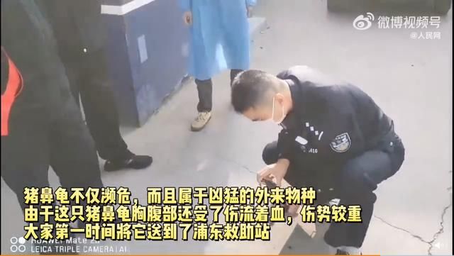 豬鼻龜是外來物種嗎：七分鐘帶你了解豬鼻龜 豬鼻龜百科 第3張