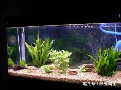 如何判斷龍魚水質(zhì)是否平衡：判斷龍魚水質(zhì)是否平衡是確保龍魚健康生長的關(guān)鍵步驟 龍魚百科 第2張