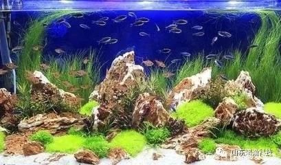 防止魚缸綠藻生長的方法：如何防止魚缸綠藻生長 魚缸百科 第2張