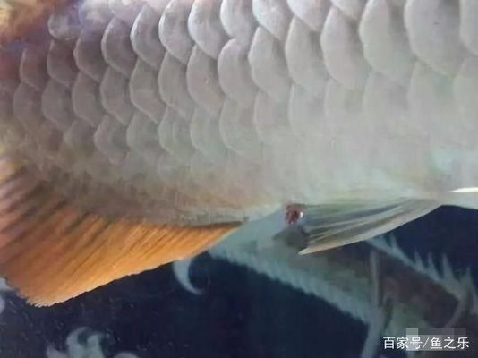 金龍魚糞便異常處理：金龍魚糞便異常怎么處理 金龍魚百科 第4張