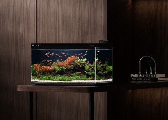 龍魚之家水族館怎么樣：晉江龍魚之家水族館 龍魚百科 第3張