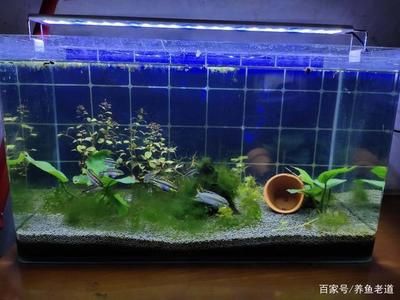 給魚缸供氧用不用一直開著：夏季魚缸供氧泵的維護(hù)技巧，魚缸水草增氧效果如何，魚缸氧氣不足的判斷方法 魚缸百科 第5張