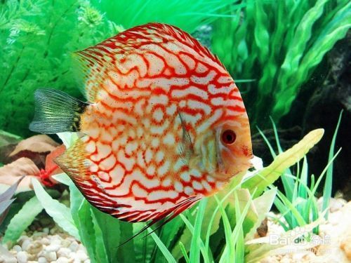 紅龍魚入缸多久可以開燈：紅龍魚入缸后多久可以開燈？ 水族問答