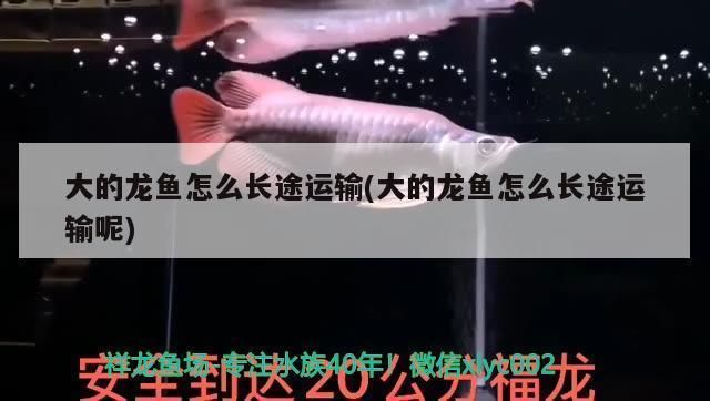 張掖水族批發(fā)市場：張掖市觀賞魚批發(fā)市場 全國觀賞魚市場 第1張