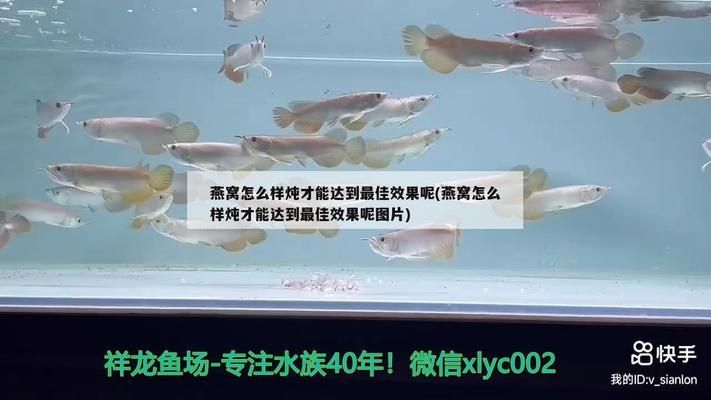 營(yíng)口水族批發(fā)市場(chǎng)：營(yíng)口水族批發(fā)市場(chǎng)在哪里 全國(guó)觀賞魚(yú)市場(chǎng) 第7張