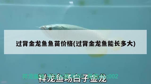 金頭過背金龍魚能長到五十厘米嗎：如何判斷金頭過背金龍魚爬背成功 金龍魚百科 第4張