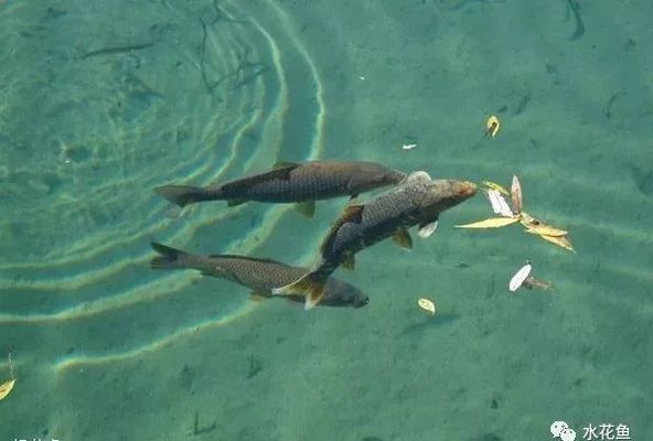 紅龍魚上色用多少k的燈光：紅龍魚上色用多少k 水族問答 第2張