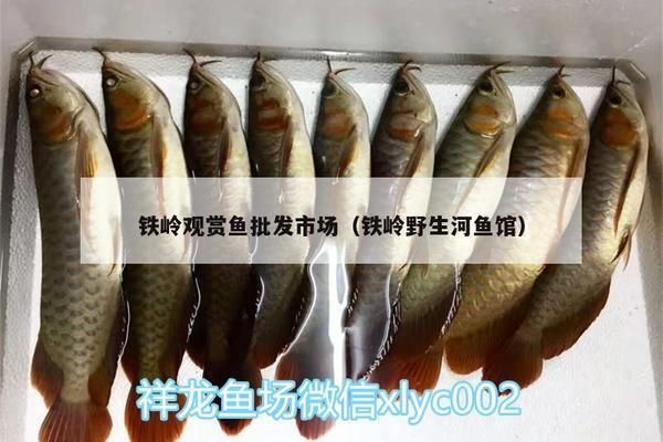 鐵嶺龍魚專賣店：沈陽鐵嶺龍魚專賣店)魚缸定制店地址在哪個位置 全國觀賞魚市場 第4張