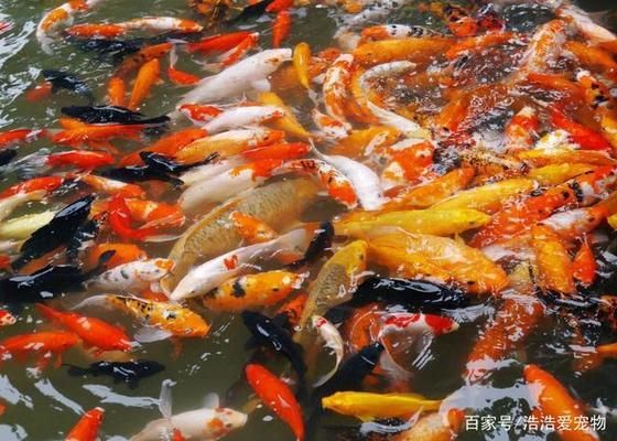 紅龍魚什么價格好養(yǎng)活一點：-紅龍魚的價格區(qū)間是怎樣的，紅龍魚的養(yǎng)護難度如何 水族問答 第1張