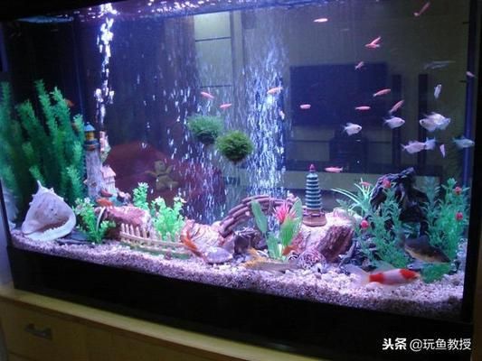 夏季魚缸光照管理技巧：夏季魚缸光照管理技巧有效管理夏季魚缸光照管理技巧 魚缸百科 第4張