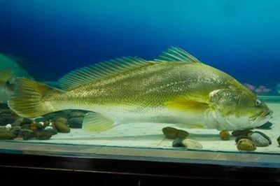 寧德水族館：寧德水族館門票價格查詢 全國觀賞魚市場 第1張