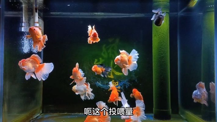 金龍魚換水溫差控制技巧：如何快速測量水溫，金龍魚水質(zhì)管理方法 金龍魚百科 第2張