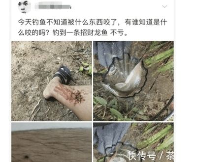 龍魚被咬：龍魚被咬了怎么辦，龍魚傷口護理技巧 龍魚百科 第5張