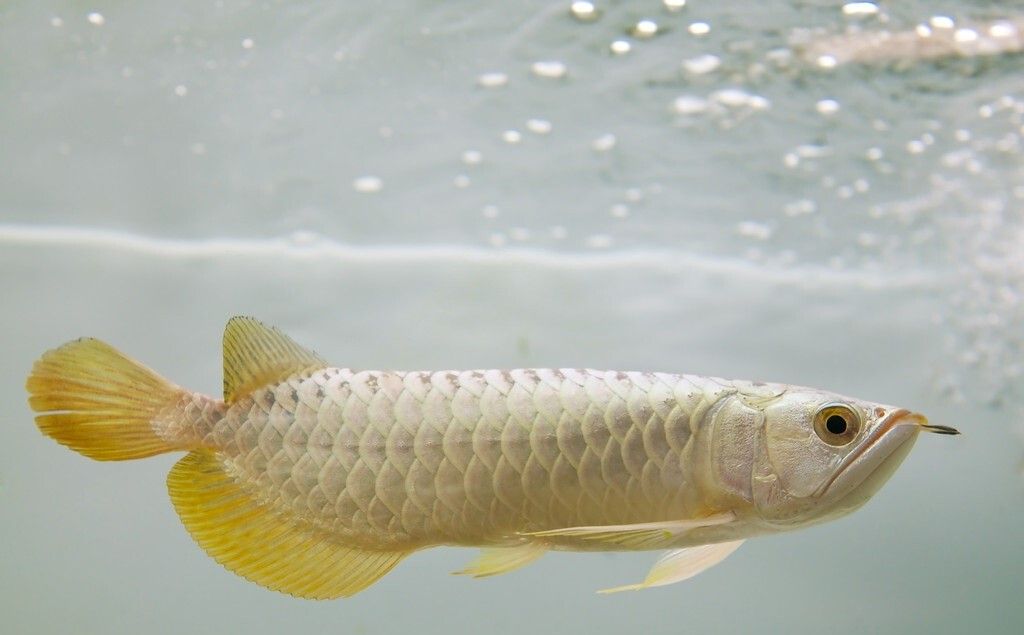 過背金龍魚可以吃嗎有毒嗎會死嗎圖片：過背金龍魚不建議食用，安全起見 金龍魚百科 第3張