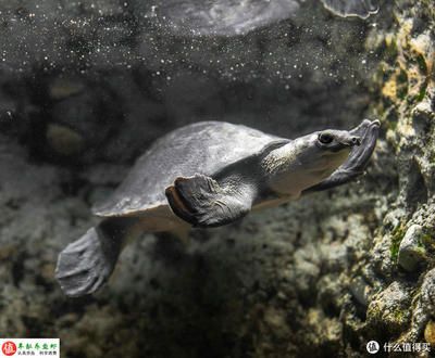 豬鼻龜好看嗎圖片欣賞：豬鼻龜是淡水龜嗎 豬鼻龜百科 第1張