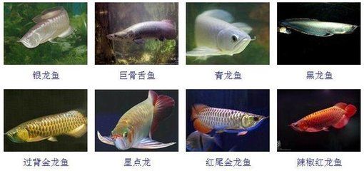 紅尾過背金龍魚好養(yǎng)嗎圖片及價(jià)格：紅尾過背金龍魚養(yǎng)殖難度及價(jià)格詳情 金龍魚百科 第4張