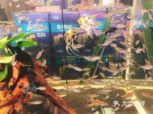 鎮(zhèn)江水族館：鎮(zhèn)江市京口金山水族館 全國(guó)觀賞魚(yú)市場(chǎng) 第10張