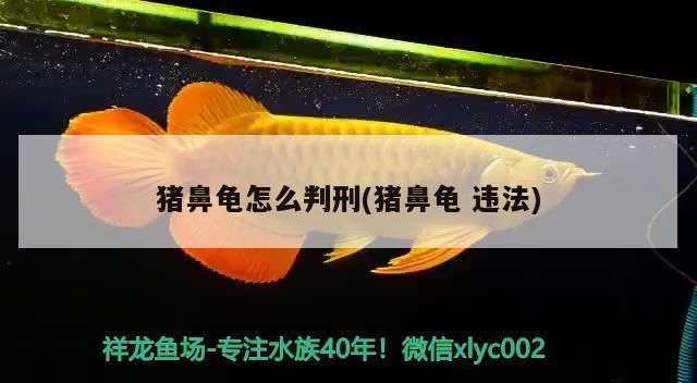 豬鼻龜 判刑：非法獵捕、殺害珍貴、瀕危野生動(dòng)物，豬鼻龜是否可以被判刑 豬鼻龜百科 第1張