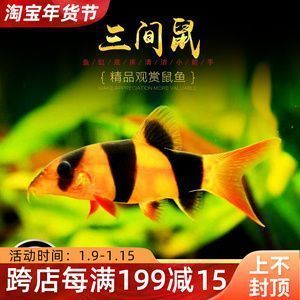 龍魚缸里的工具魚：適合在龍魚缸中養(yǎng)殖的幾種工具魚 魚缸百科 第2張