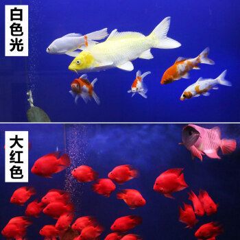 森森(SUNSUN)魚缸燈：森森魚缸燈全光譜效果展示 魚缸百科 第5張