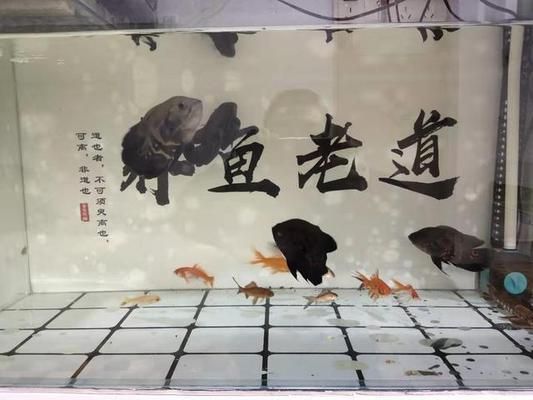 金龍魚水質監(jiān)測工具推薦：哈維森水質檢測儀 金龍魚百科 第5張