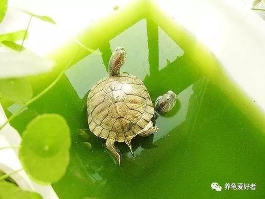 豬鼻龜適合的水溫和水質(zhì)是什么顏色：豬鼻龜生活環(huán)境適宜溫度在25到31攝氏度之間 豬鼻龜百科 第3張