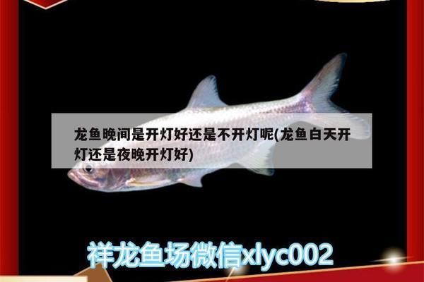 養(yǎng)龍魚晚上開燈嗎：關(guān)于養(yǎng)龍魚晚上是否開燈的問題 龍魚百科 第5張