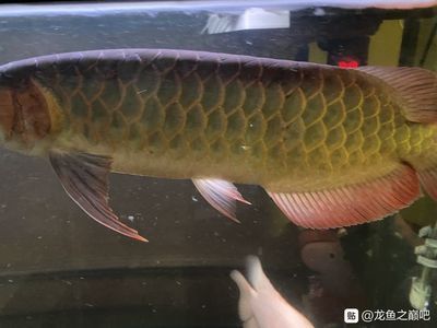 龍魚立鱗可以喂食嗎：龍魚立鱗可以暫停喂食嗎 龍魚百科 第4張