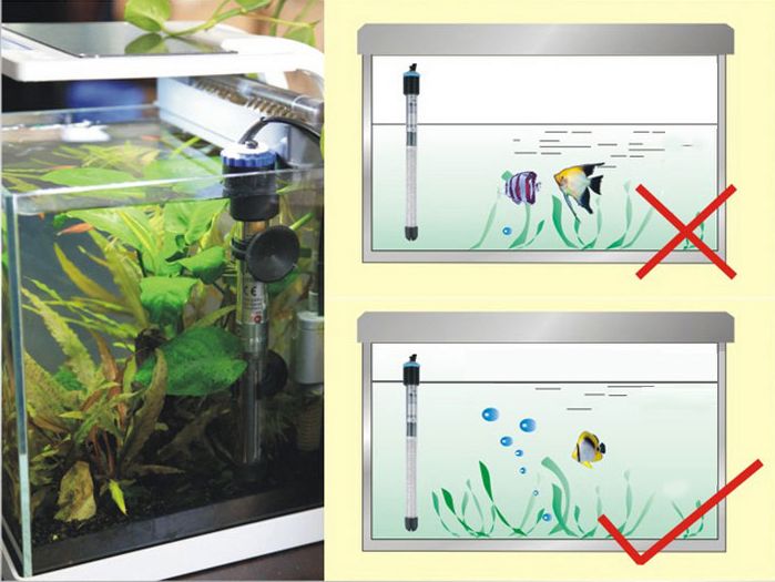 紅龍魚手機(jī)壁紙：我怎樣才能下載紅龍魚手機(jī)壁紙？ 水族問答 第1張