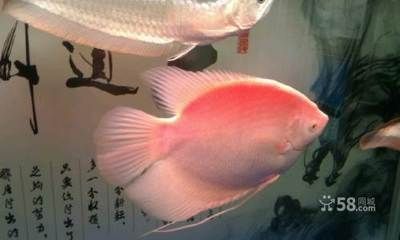 巴彥淖爾魚缸批發(fā)市場：巴彥淖爾水族批發(fā)市場 全國觀賞魚市場 第3張