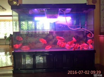 紅龍魚屬于什么品種的魚類：如何鑒別一條紅龍魚是否健康 水族問答 第1張