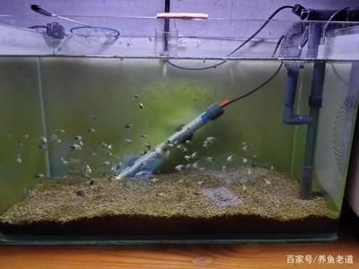 魚缸溫度異常的處理方法：魚缸水溫異常怎么辦 魚缸百科 第1張