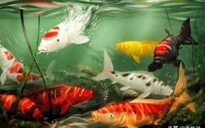 紅龍魚水溫31度合適嗎：水溫31度是否適合養(yǎng)紅龍魚？ 水族問答 第1張