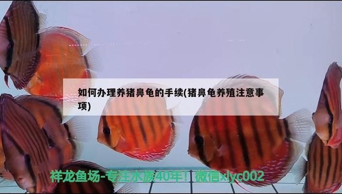 豬鼻龜繁殖成功案例：豬鼻龜為什么很難人工繁殖了，看看這幾點(diǎn)就知道為什么很難人工繁殖了 豬鼻龜百科 第8張