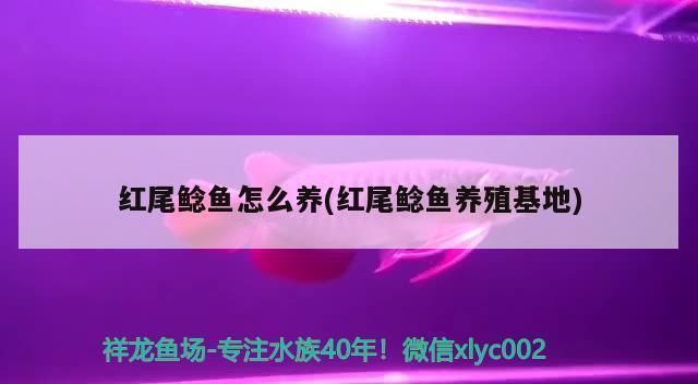 伊春觀賞魚批發(fā)市場：伊春觀賞魚市場 全國觀賞魚市場 第15張