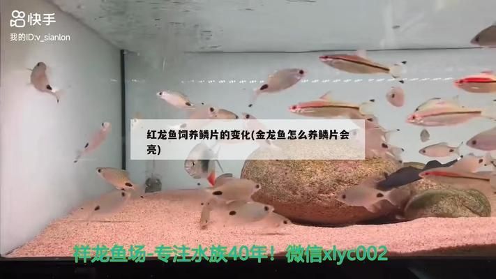 郴州觀賞魚批發(fā)市場：郴州觀賞魚批發(fā)市場在哪里 全國觀賞魚市場 第4張