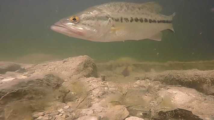 紅龍魚體型：關(guān)于紅龍魚的問題解答 水族問答 第1張