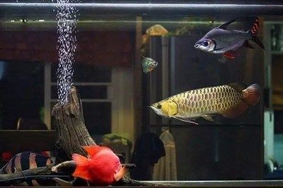 紅龍魚天天換水好嗎：紅龍魚需要每天換水嗎， 水族問答