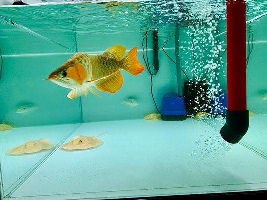 淮北觀賞魚批發(fā)市場：淮北水族批發(fā)市場 全國觀賞魚市場 第10張