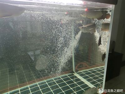 龍魚出水口：龍魚出水口的結(jié)構(gòu)和功能以及注意事項 龍魚百科 第1張