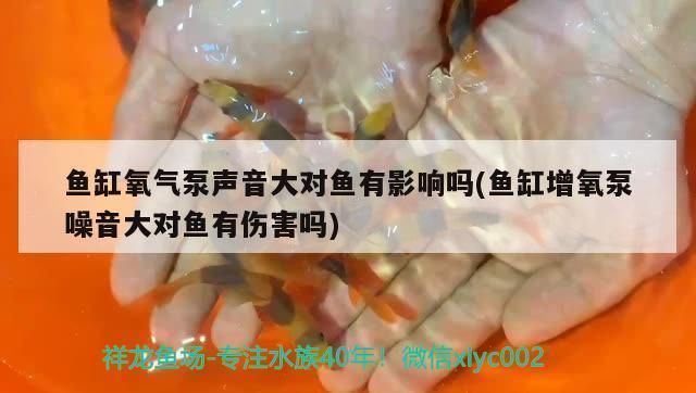 龍魚出水口對著吹會累死嗎：龍魚出水口對著空氣吹，不會對它們造成傷害 龍魚百科 第1張