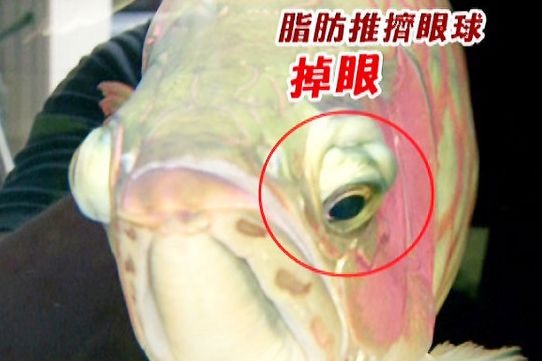 龍魚出水口對著吹會累死嗎：龍魚出水口對著空氣吹，不會對它們造成傷害 龍魚百科 第3張