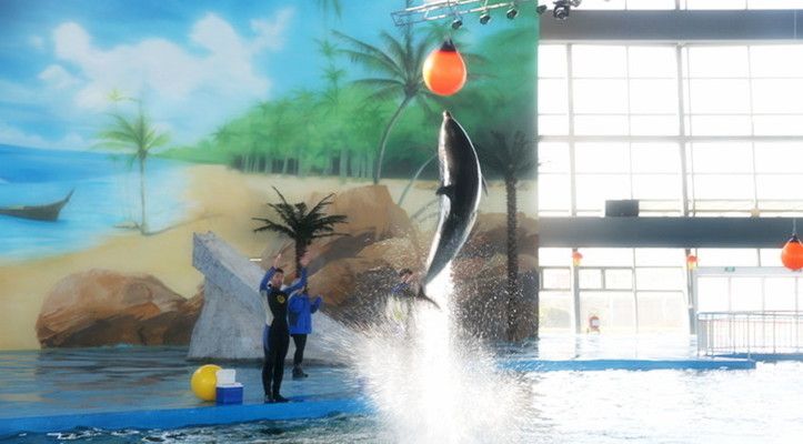 鹽城水族館：鹽城水族館海洋水族館鹽城水族館海洋水族館開放時(shí)間 全國觀賞魚市場 第6張