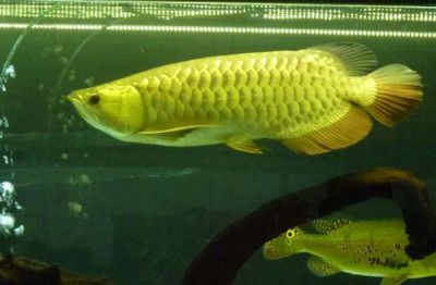 過(guò)背金龍魚(yú)好吃嗎圖片高清大圖：過(guò)背金龍魚(yú)口感與美味度評(píng)估 金龍魚(yú)百科 第4張