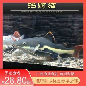 廣州紅龍魚場(chǎng)比較出名的：廣州紅龍魚場(chǎng)信息 龍魚百科 第2張