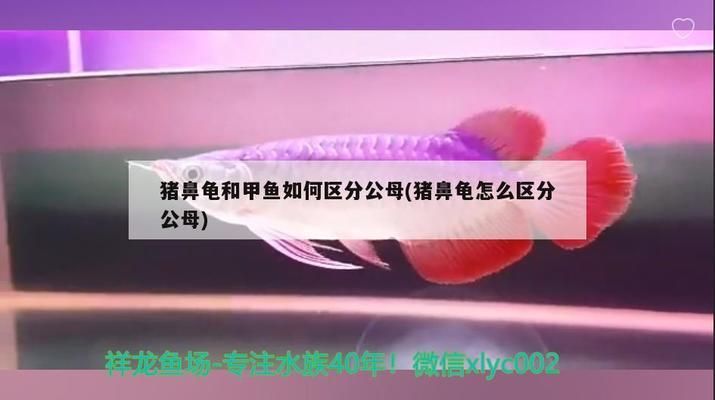 豬鼻龜怎么分公母 豬鼻龜百科 第6張