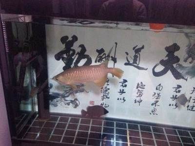 大連龍魚專賣店：大連最大的水族市場在哪里 全國觀賞魚市場 第2張