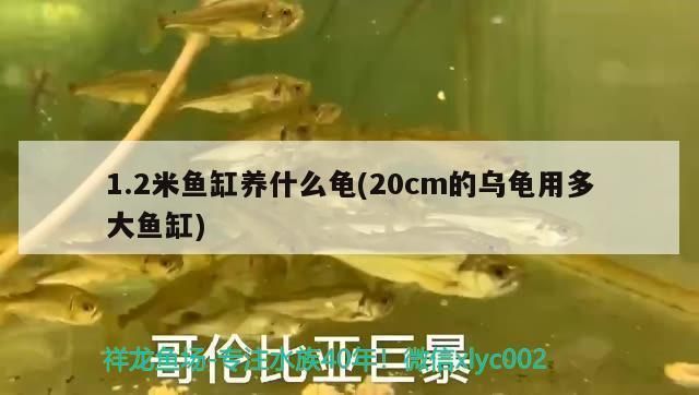 襄樊水族批發(fā)市場：武漢水族批發(fā)市場 全國觀賞魚市場 第4張